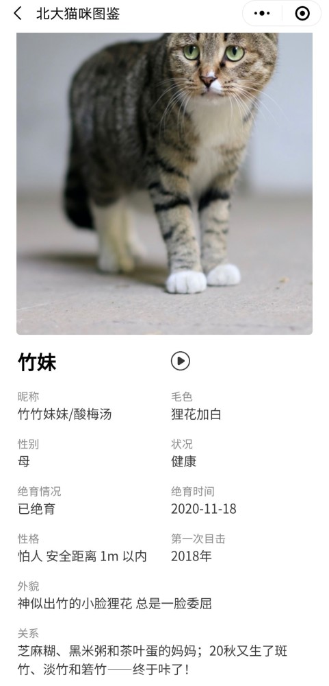 北大猫咪图鉴,哈哈这也太可爱了吧