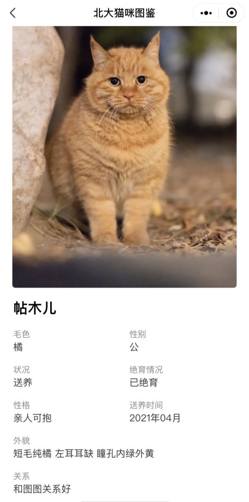 北大猫咪图鉴,哈哈这也太可爱了吧