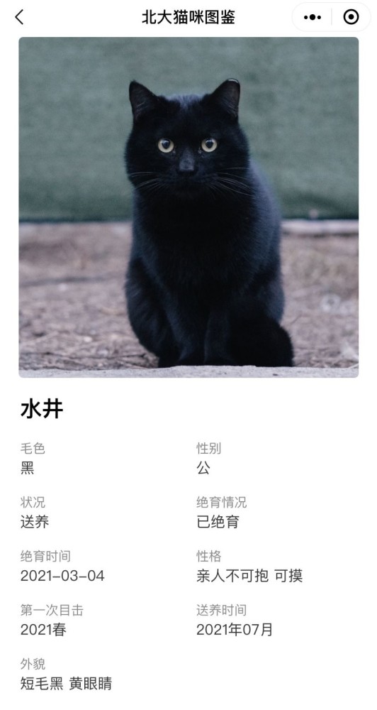 北大猫咪图鉴,哈哈这也太可爱了吧