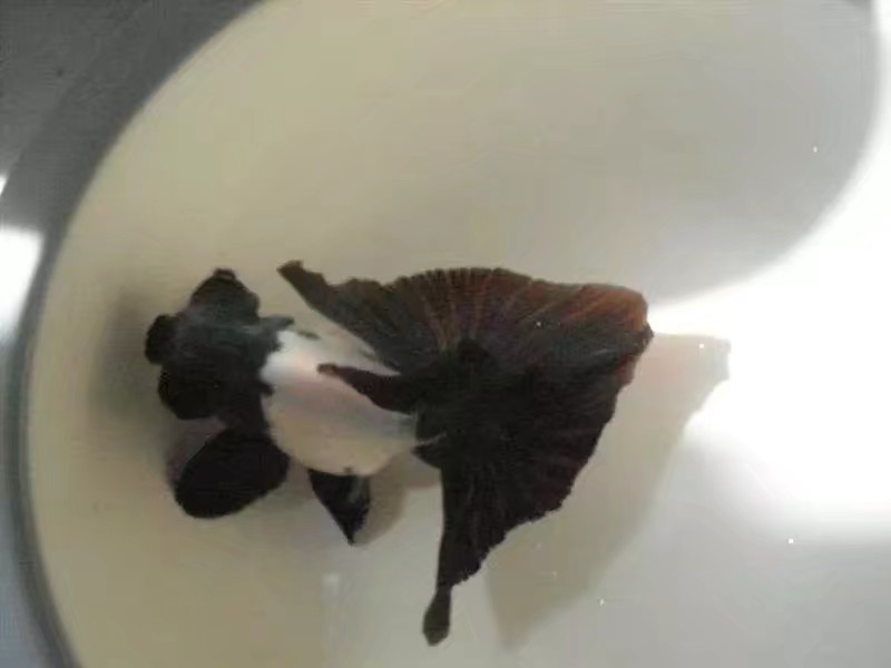 黑白蝶尾金鱼