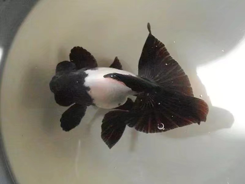 黑白蝶尾金鱼