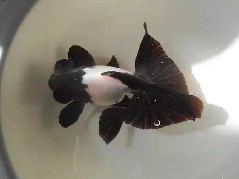 黑白蝶尾金鱼