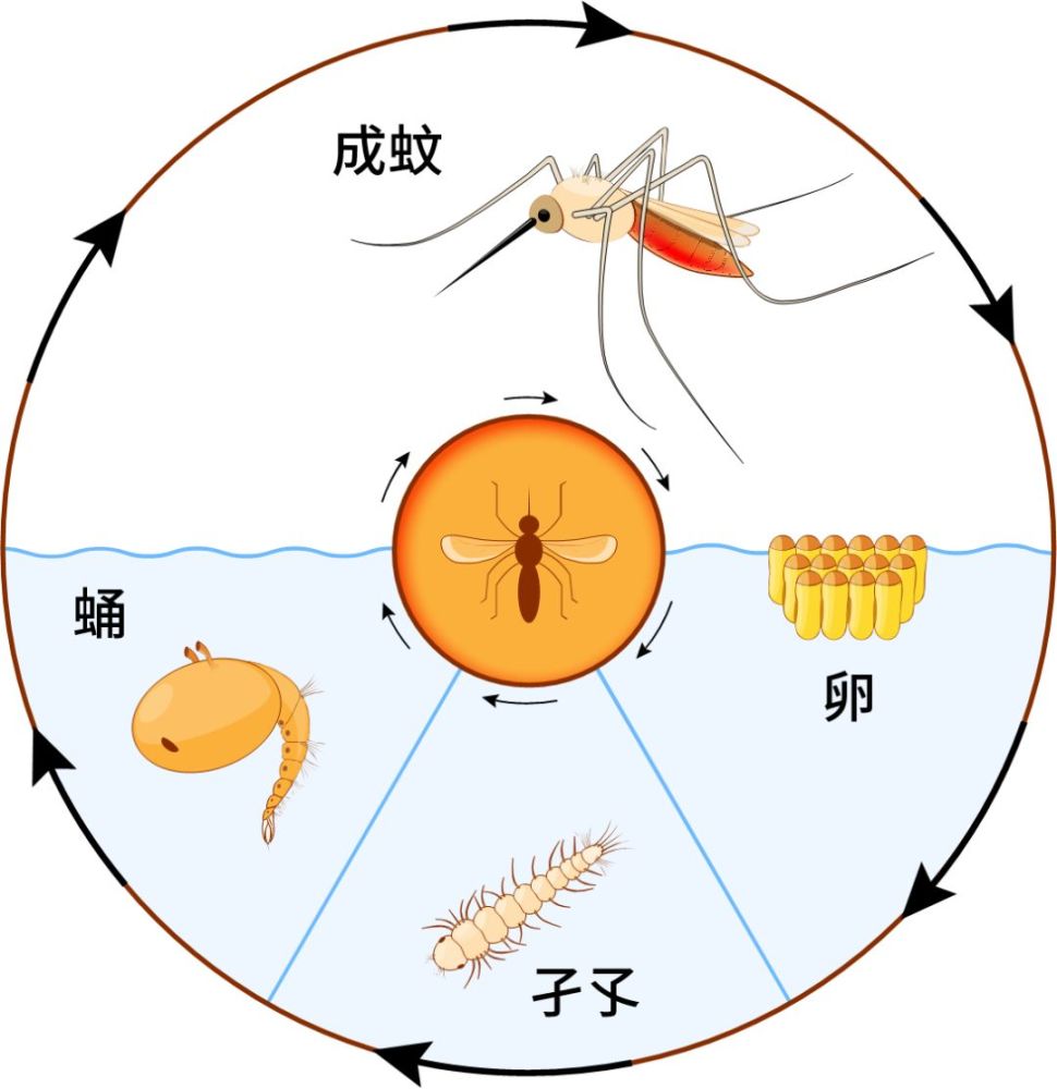 遇到不能拍?蚊子吸血都有哪些谣言