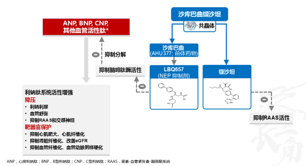 图2 沙库巴曲缬沙坦的降压机制沙库巴曲是一种前体药物,进入体内后