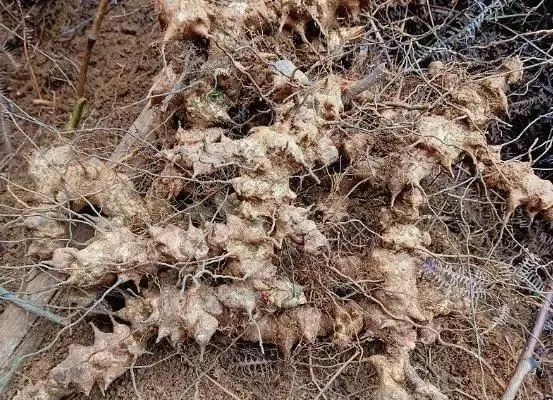硬如石头的中草药"金刚刺",常常和美酒佳肴分不开,为啥?