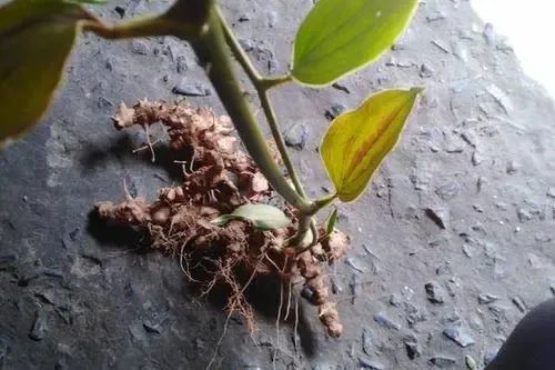 硬如石头的中草药"金刚刺",常常和美酒佳肴分不开,为啥?