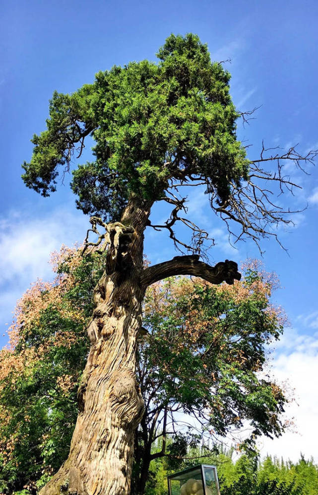 终南山古楼观景区 是西安楼观中国道文化展示区的核心引擎,宏伟的古建