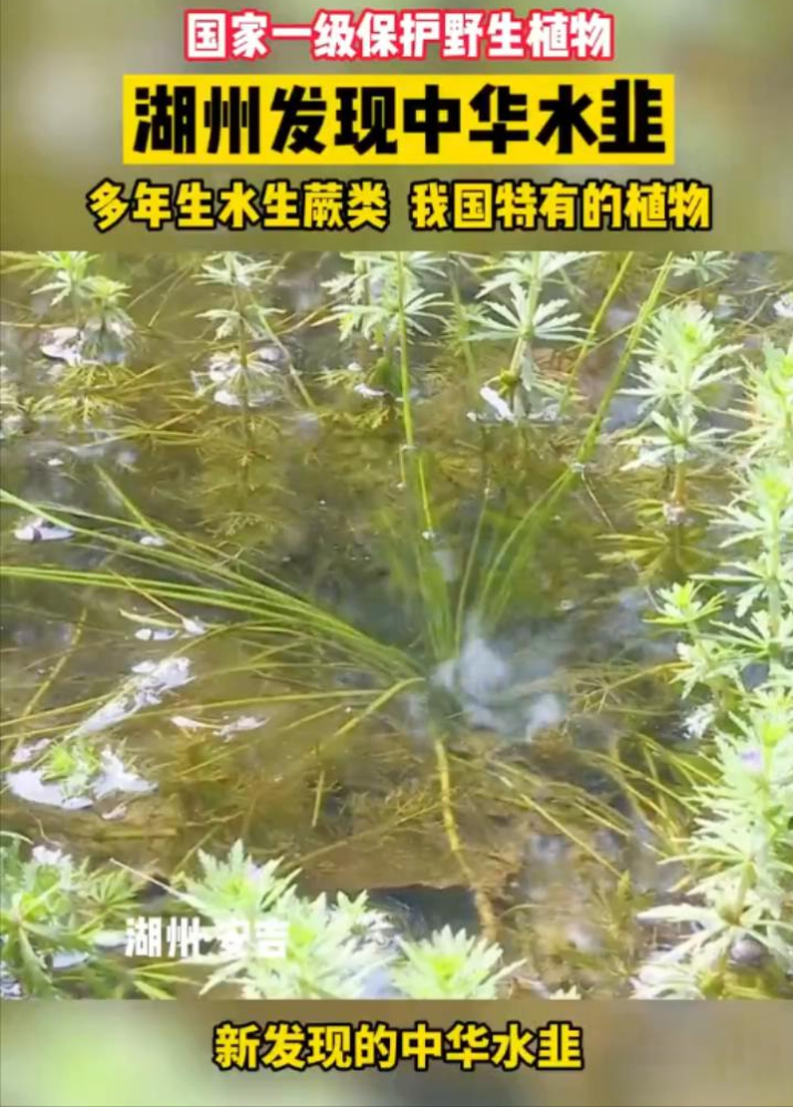 罕见!浙江湖州发现国家一级保护植物"中华水韭" 为何大规模出现?