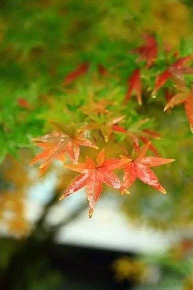 一场秋雨一场寒,十首听雨的诗词,听风,听雨,听秋声!