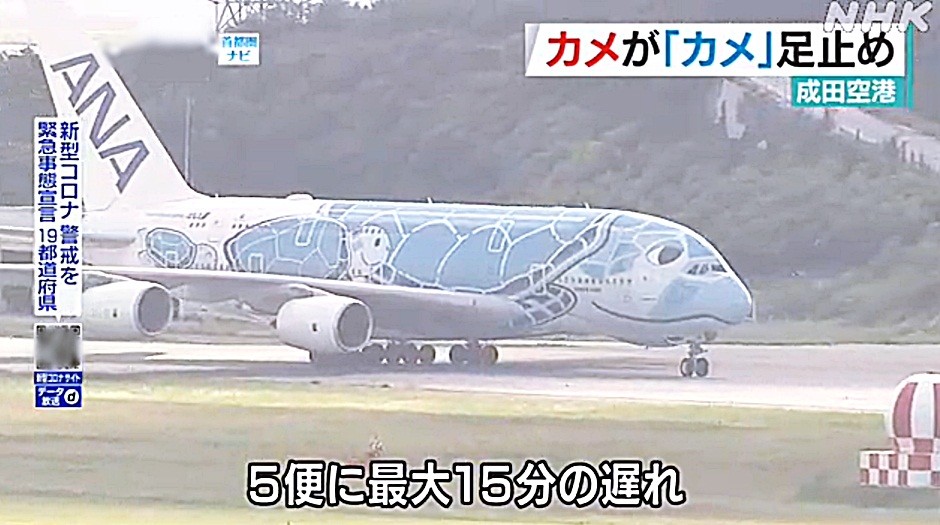 神奇!日本一架海龟涂装最大客机a380排队起飞 却被一只海龟挡路