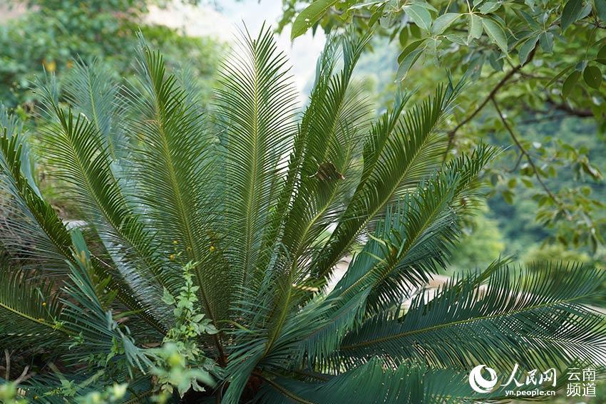 云南轿子山国家级自然保护区珍稀濒危物种攀枝花苏铁5年增加10倍