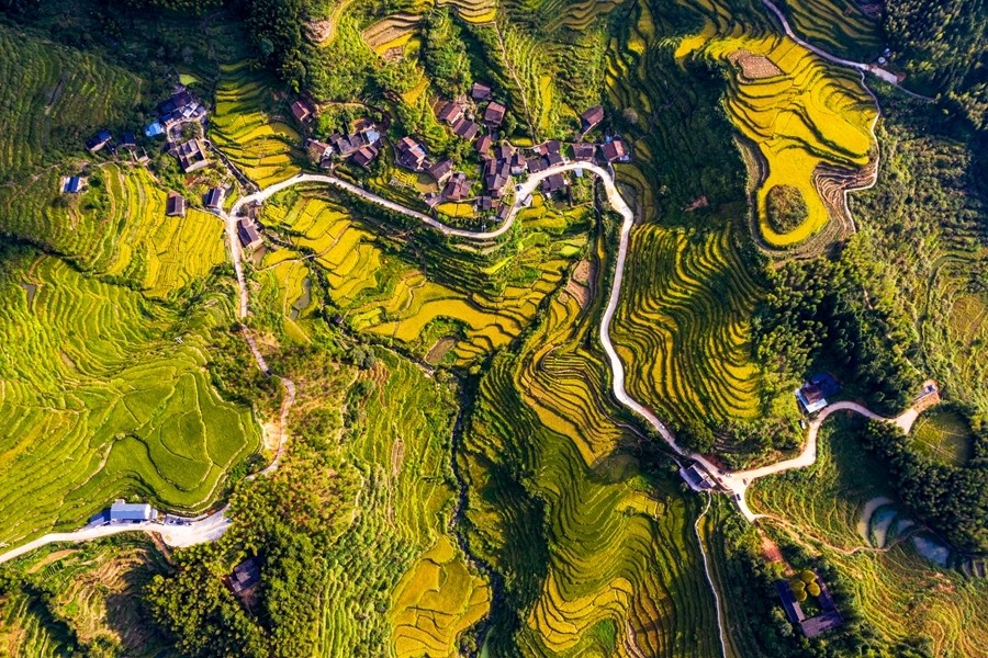 福建武夷山:千亩金灿灿梯田扮靓乡村