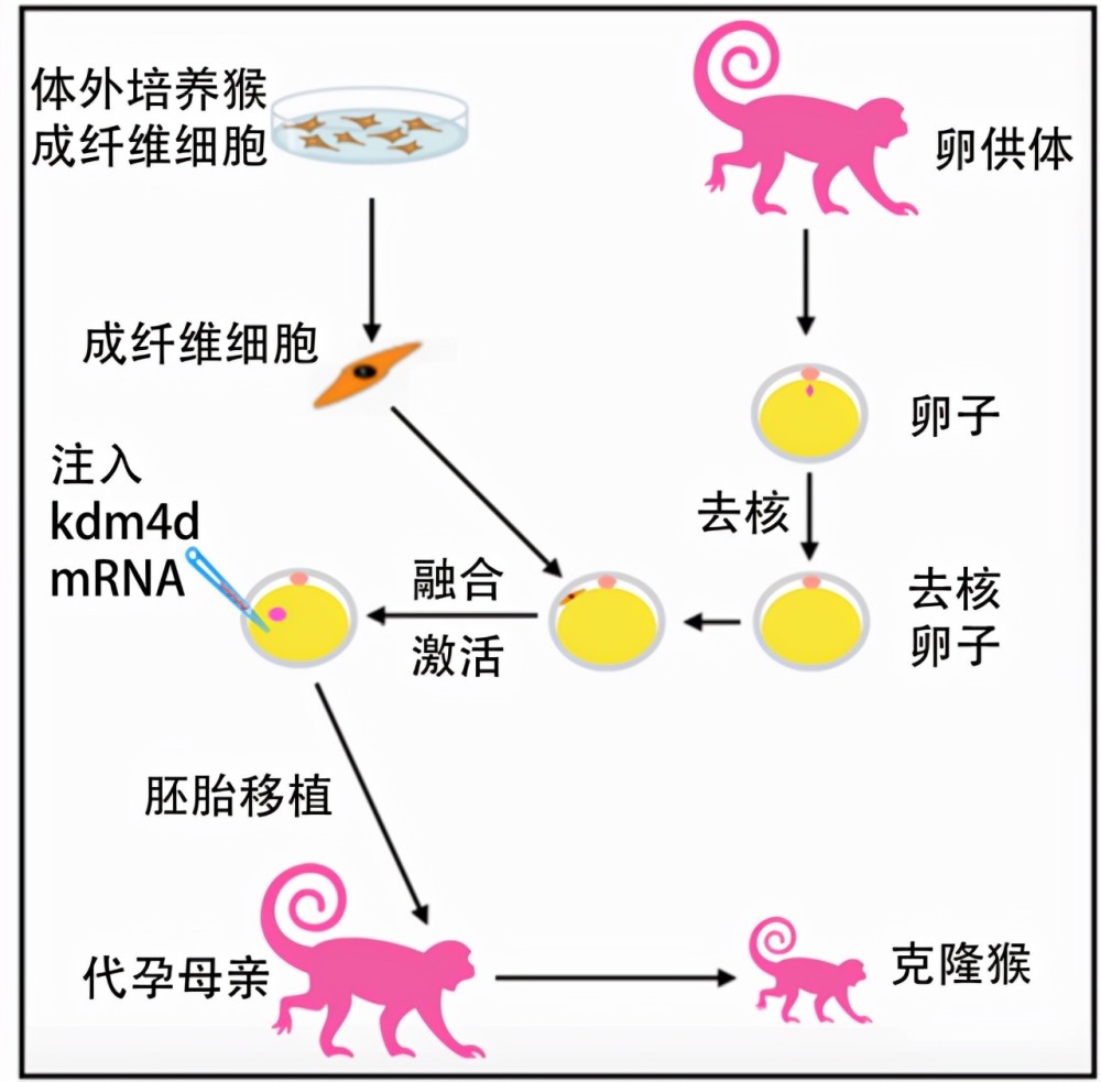 为什么如今无人再提"克隆?看完多莉羊的结局,你就明白了