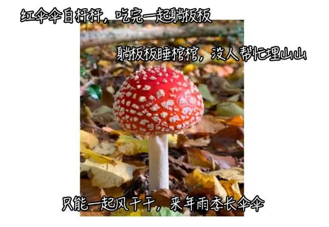 红伞伞,白杆杆,吃完一起躺板板