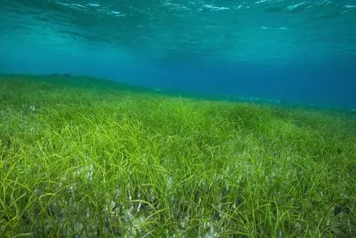 海洋中不可或缺的植物——海草床