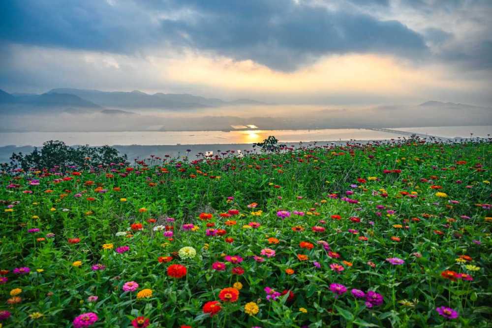 百日草竞相盛开,宁海七彩花海等客来