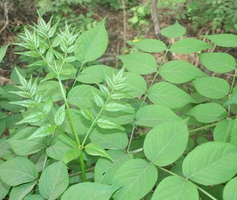 保健益寿的木本山野菜——龙芽楤木