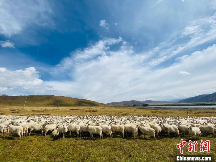 青海:藏羊产业已成为农牧民家庭经营增收主力