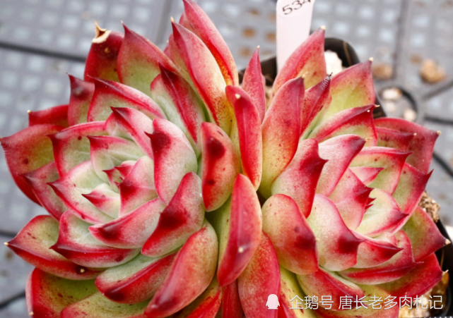 多肉篝火红如火焰,冬季叶片通透还带暗纹,有了它咱把蒂亚都扔了