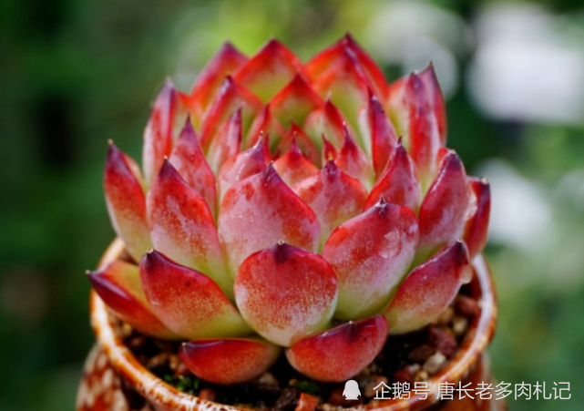 多肉篝火红如火焰,冬季叶片通透还带暗纹,有了它咱把蒂亚都扔了