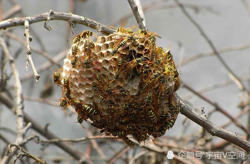 据当地村民反映,马蜂窝里至少生活着上万只的"七步夺命蜂.