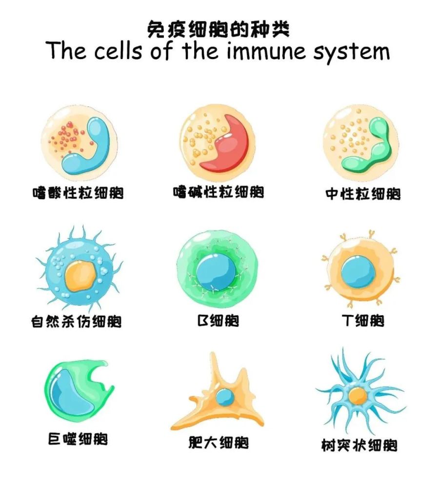 人类高质量细胞——免疫细胞,它到底有什么用?