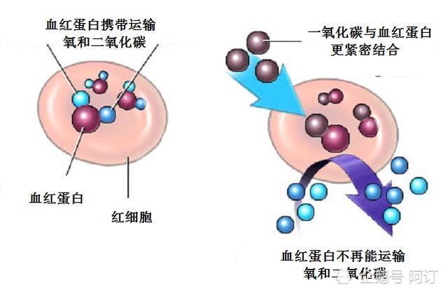 一氧化碳与氧气竞争血红蛋白