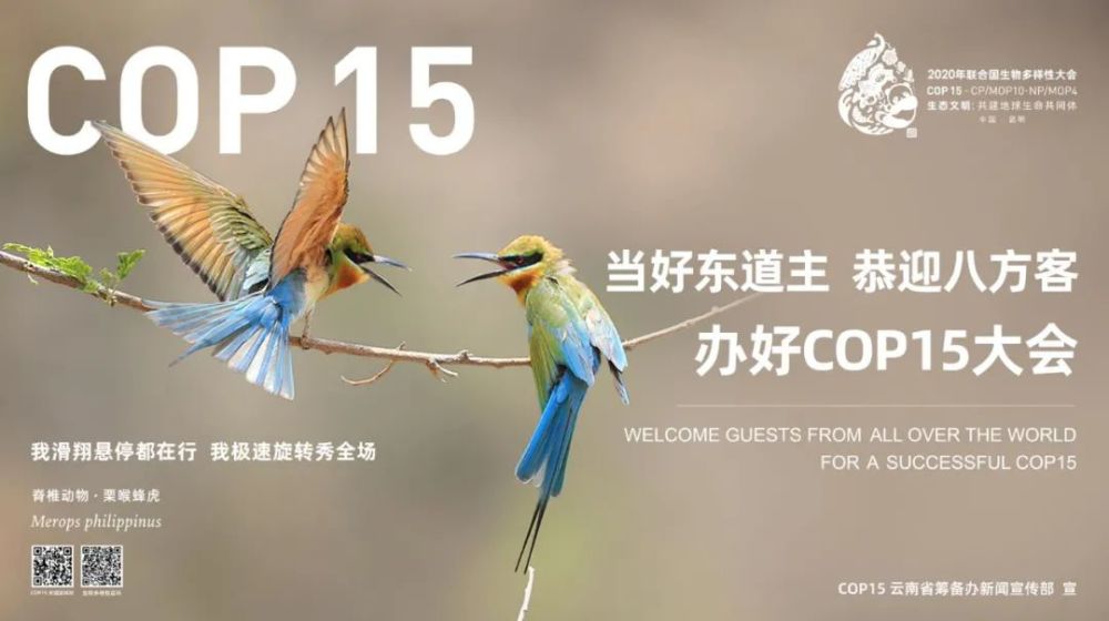 迎接cop15|这些藏在昆明街头的"小可爱",你遇到了吗?