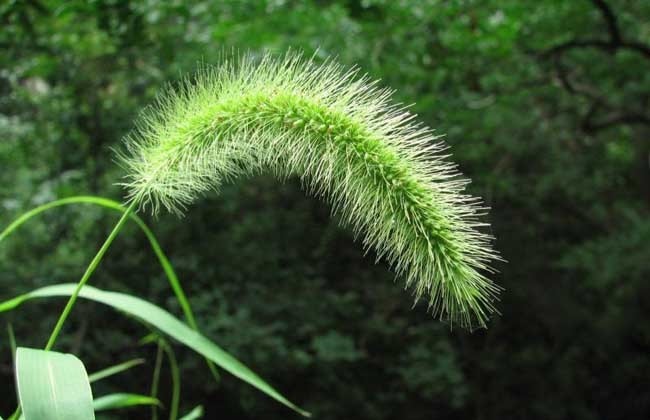 词与散文:茸茸狗尾草,曳曳动人情