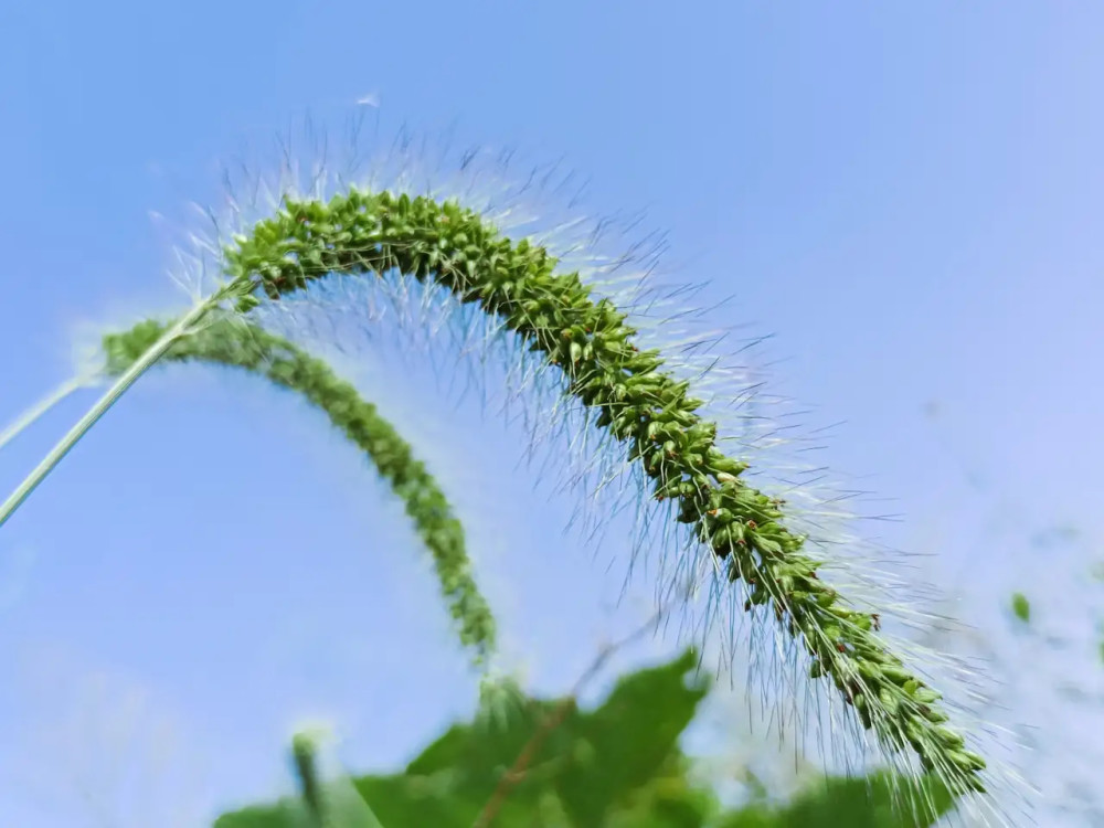 秋天,果实成熟,狗尾巴草也结满了尾巴.