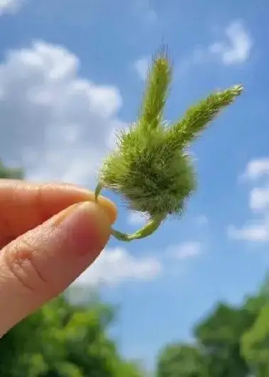 词与散文:茸茸狗尾草,曳曳动人情