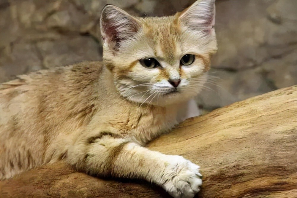 沙丘猫:唯一生活在沙漠中的猫科动物,可爱的外表内藏着凶狠的心