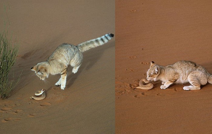 沙丘猫:唯一生活在沙漠中的猫科动物,可爱的外表内藏着凶狠的心