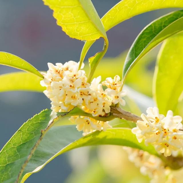 红楼深闺处,桂花香正浓