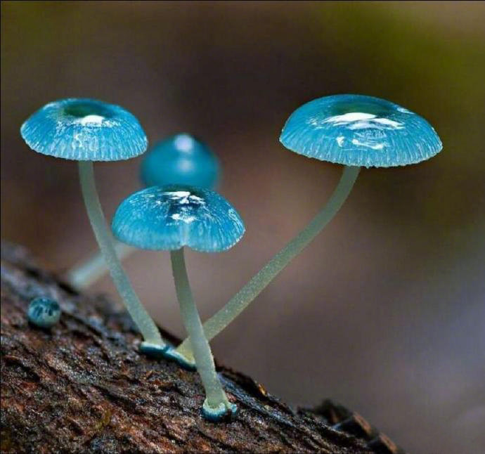 精灵的梧桐新西兰炫蓝蘑菇