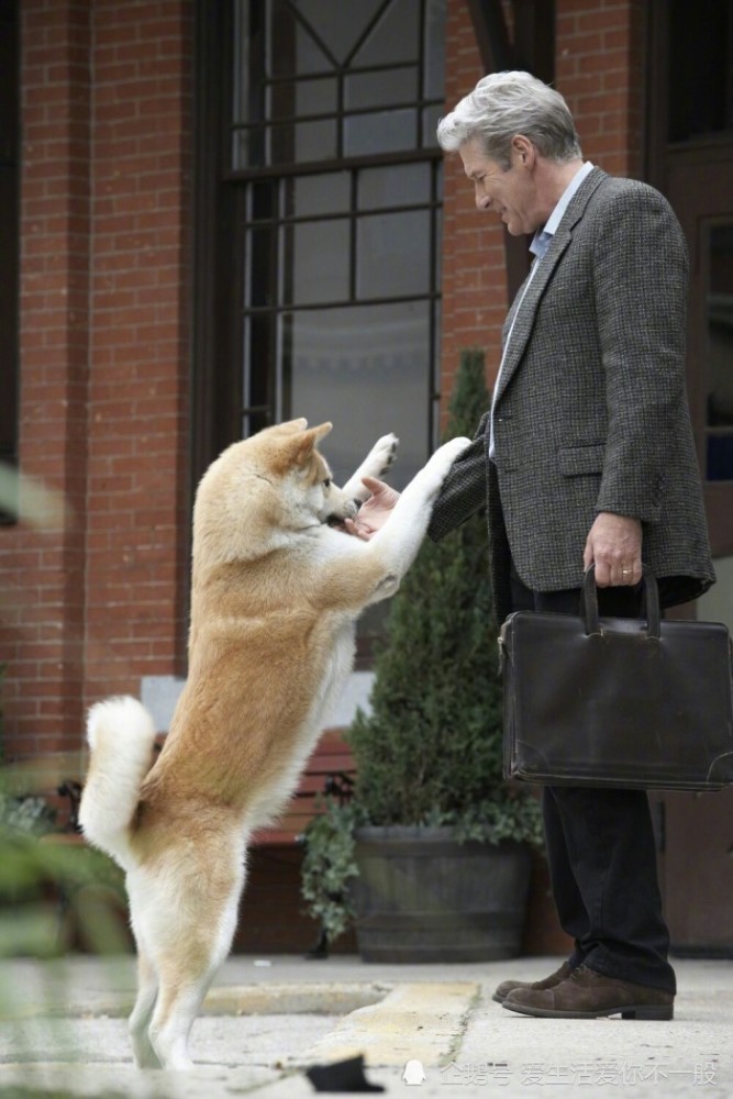 忠犬八公你陪伴我一年半我用一生来等候你