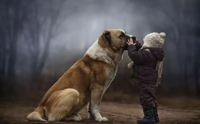 梦到狗在家里，解读梦境中的忠诚与守护