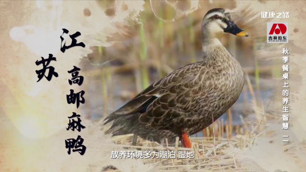 江苏 高邮麻鸭