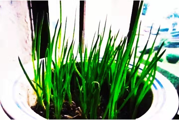 阳台小葱种植技巧