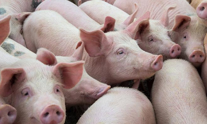 据猪价行情数据分析,今年以来,国内生猪价格受市场二次育肥以及生猪