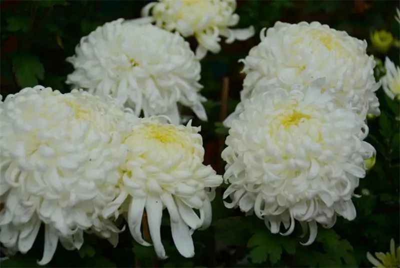 武定狮子山惊现神奇七彩菊花!