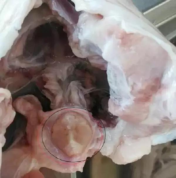 取出青鱼石后怎么处理