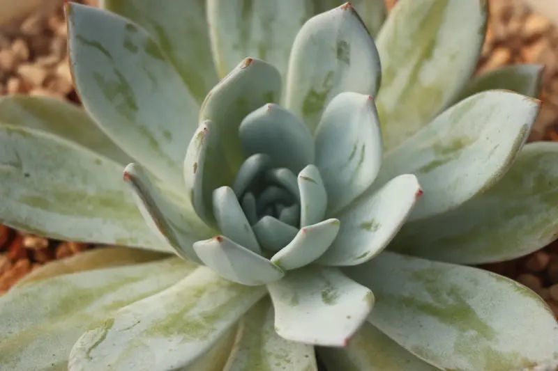 雪莲杂蓝鸟景天科拟石莲花属多肉植物园艺杂交品种