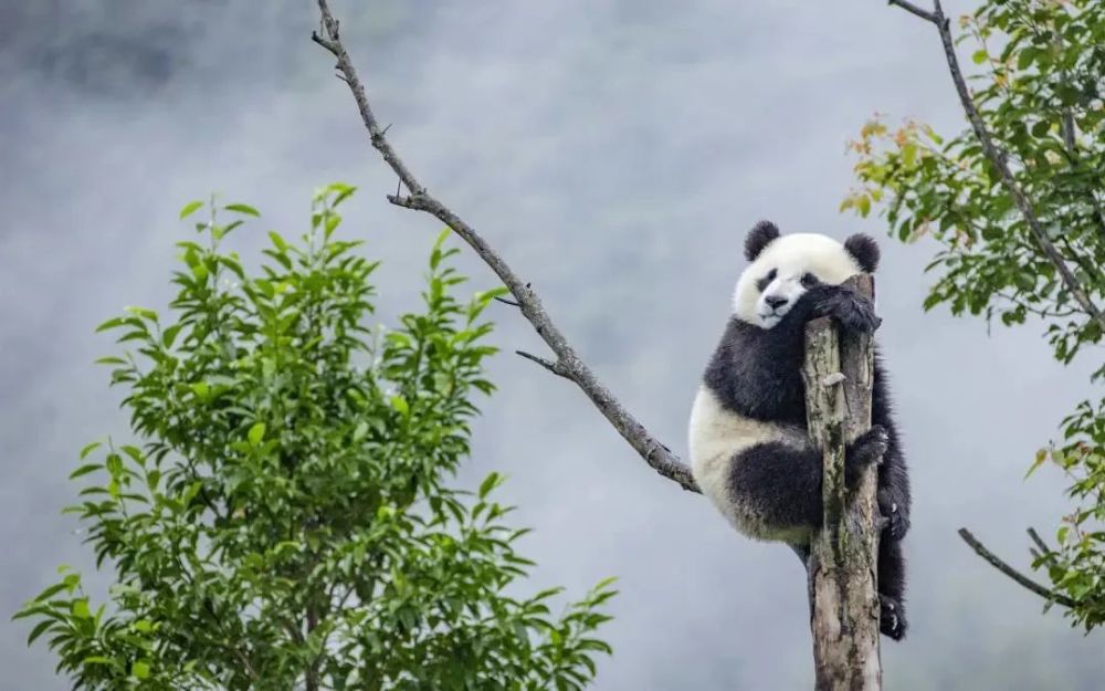 汶川全力推进大熊猫国家公园建设