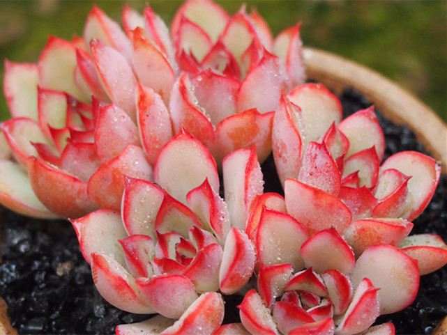 荷花.樱花.猎户座