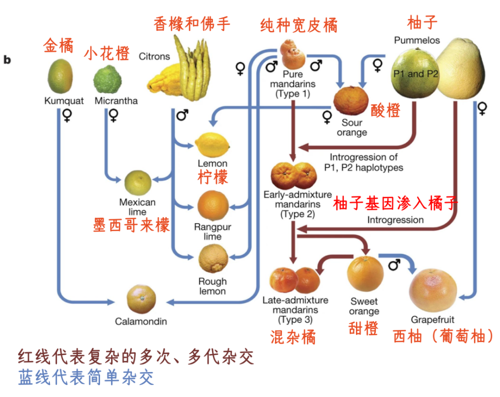 [1]柑橘类水果种类丰富不是没有原因的,为数不多的几个「祖先」经过长