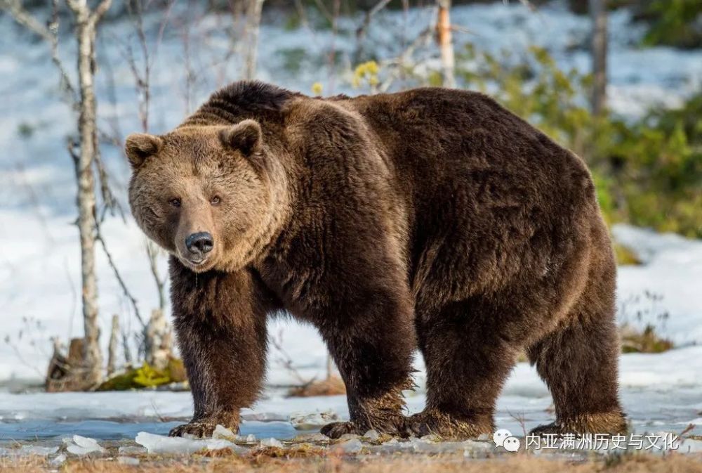 猎熊人进入南西伯利亚森林猎捕了一头母熊 57岁的乌里扬诺夫是南西
