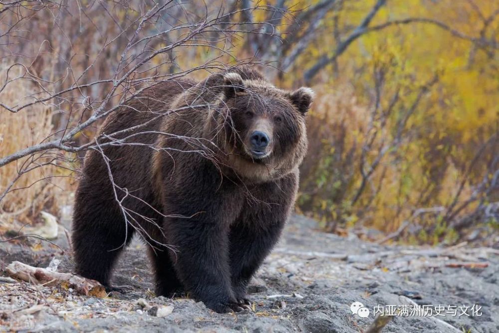 棕熊偷盗猎人的枪干什么?警方推理断定:公熊偷枪为母熊复仇