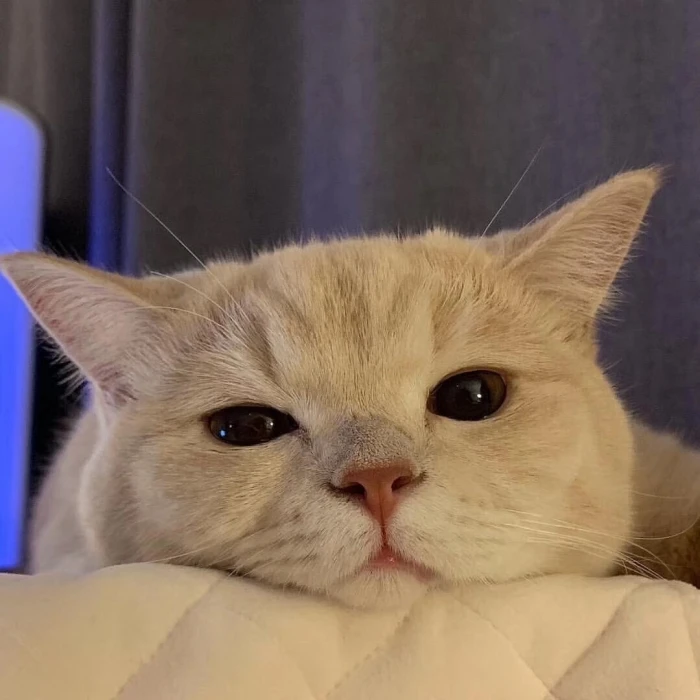 猫咪头像陷落美好满溢温柔