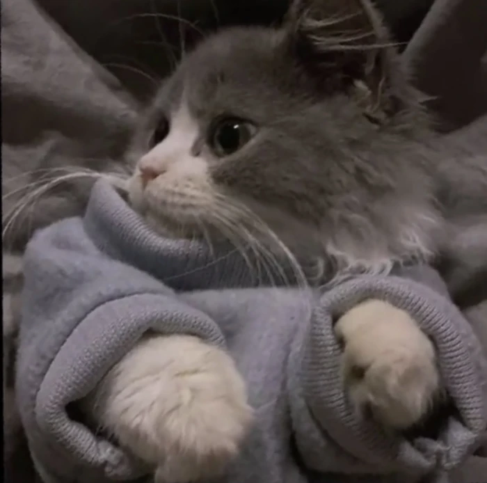 猫咪头像陷落美好满溢温柔